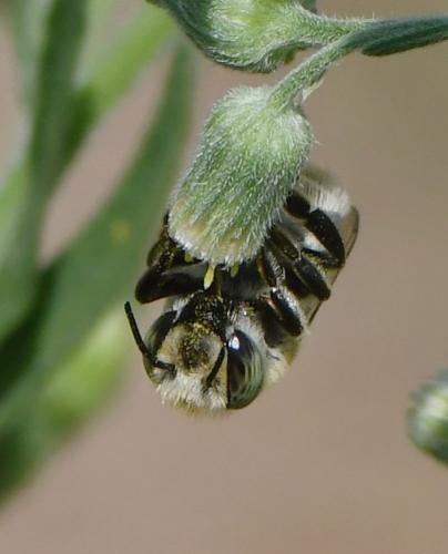 Megachile argentata